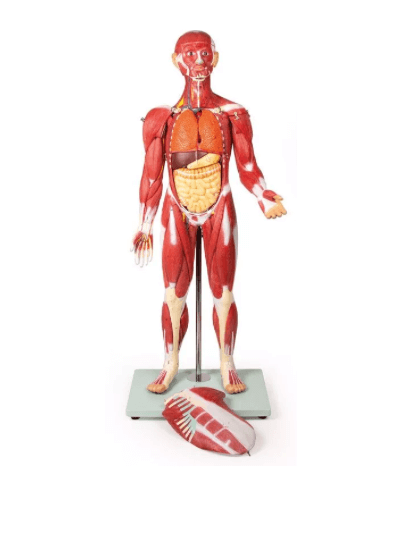 Muskelfigur – 30 - teiliges Anatomiemodell der Muskulatur, ca. 85 cm - Erler - Zimmer